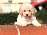 Toy Poodle Yavrular (Red, Red Brown, Apricot, Silver, Siyah)