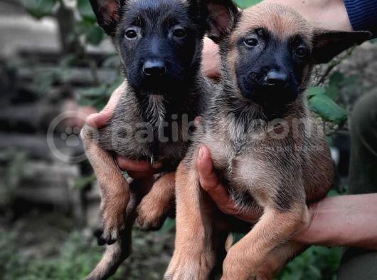 Bursadan Malinois Yavrular