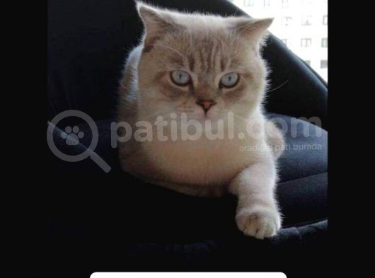 Oğlan Güzeli Oğlumuz görsel