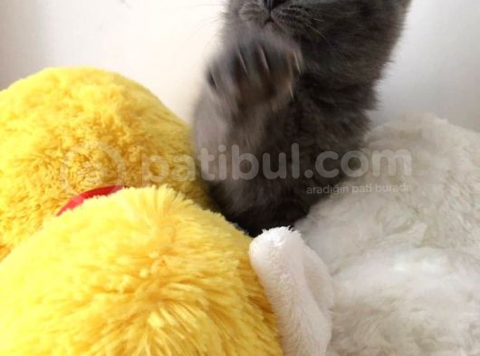 Safkan British Shorthair Erkek Yavru görsel