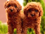 Toy Poodle Yavrular