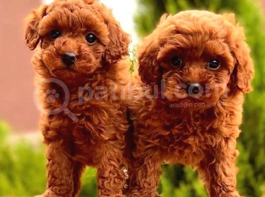 Toy Poodle Yavrular