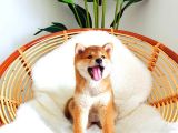 Mükemmel Shiba Inu Yavrular