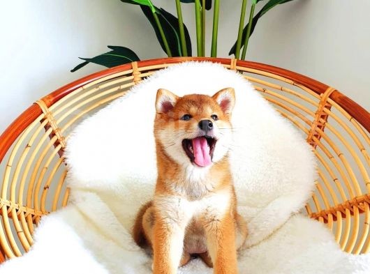 Mükemmel Shiba Inu Yavrular görsel