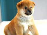 Mükemmel Shiba Inu Yavrular