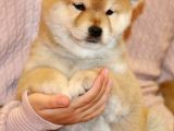 Mükemmel Shiba Inu Yavrular