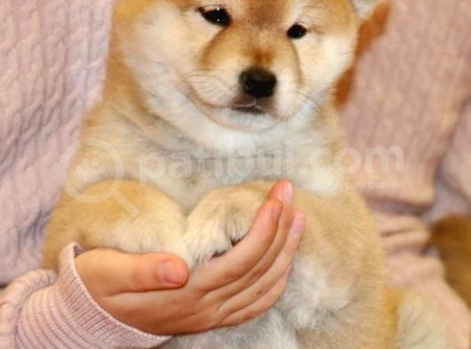 Mükemmel Shiba Inu Yavrular