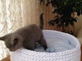 British Shorthair 6 Aylık