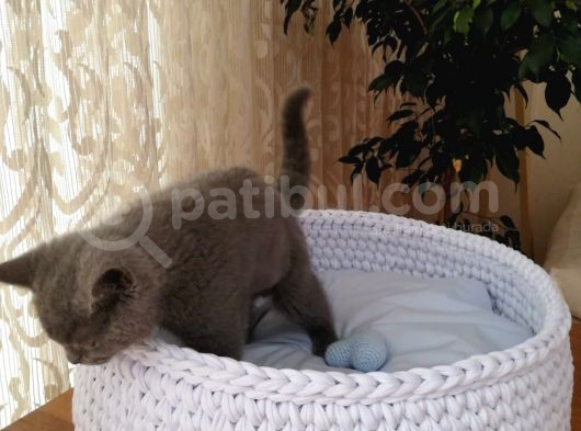 British Shorthair 6 Aylık görsel