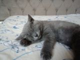 British Shorthair 6 Aylık