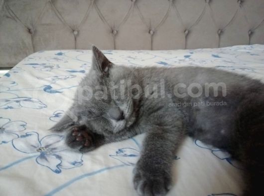 British Shorthair 6 Aylık görsel