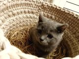 British Shorthair 6 Aylık