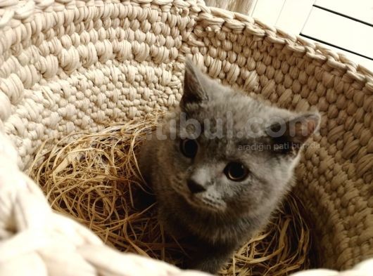 British Shorthair 6 Aylık görsel