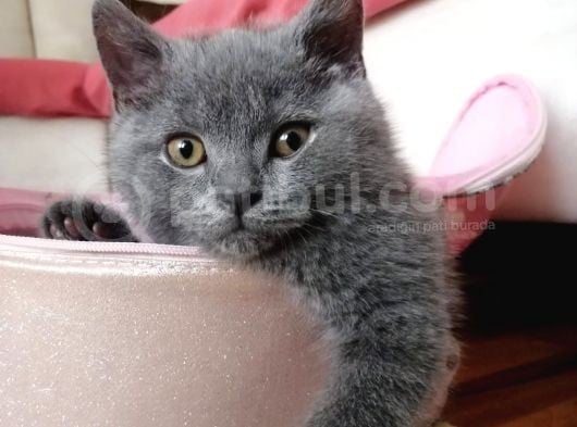 British Shorthair 6 Aylık