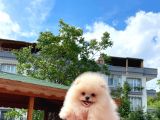 Basık Surat 0,5 Burun Yarışma Düzeyinde Safkan Boo Pomeranian