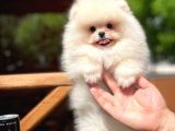 Basık Surat 0,5 Burun Yarışma Düzeyinde Safkan Boo Pomeranian
