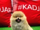 Basık Surat 0,5 Burun Ödül Adayı Safkan Boo Pomeranian