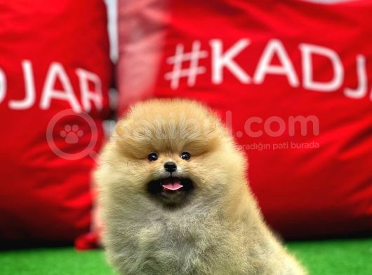 Basık Surat 0,5 Burun Ödül Adayı Safkan Boo Pomeranian görsel