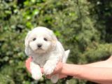 Yavru Malti̇poo