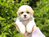 Yavru Malti̇poo
