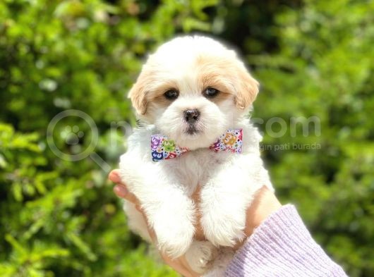 Yavru Malti̇poo görsel