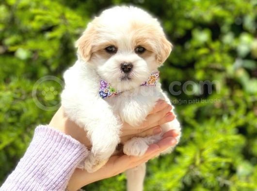 Yavru Malti̇poo görsel