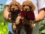 Toy Poodle Yavrularımız