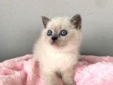 Blue Point British Shorthair Yavrularımız