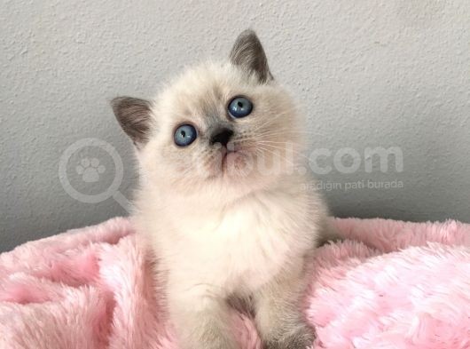 Blue Point British Shorthair Yavrularımız