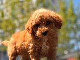 Sağlık Garanti̇li̇ Toy Poodle Yavrular