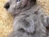 Erkek Scottish Fold Yavru 2 Aylık