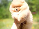 Teddy Face Ayı Surat Pomerani̇an Boo Yavrularımız