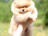 Teddy Face Ayı Surat Pomerani̇an Boo Yavrularımız