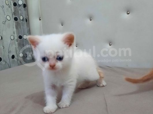 British Shorthair görsel
