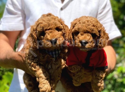 Toy Poodle Yavrularımız görsel