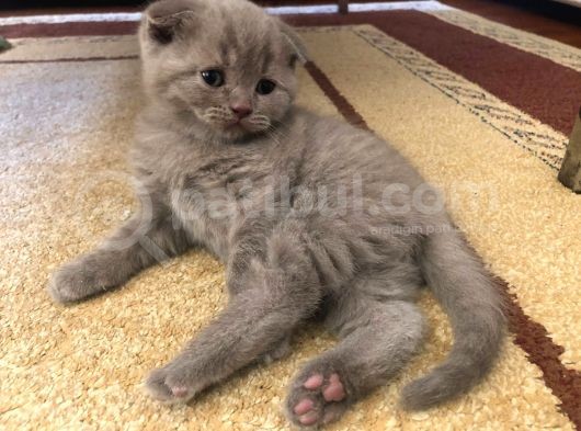 Erkek Scottish Fold Yavru 2 Aylık görsel