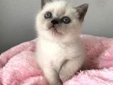 Blue Point British Shorthair Yavrularımız