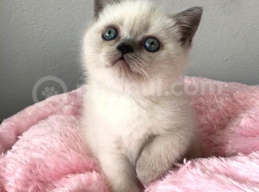 Blue Point British Shorthair Yavrularımız görsel