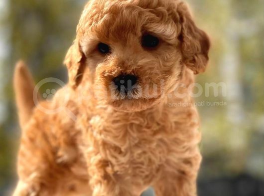 Safkan Toy Poodle Yavrular görsel