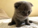 Erkek Scottish Fold Yavru 2 Aylık