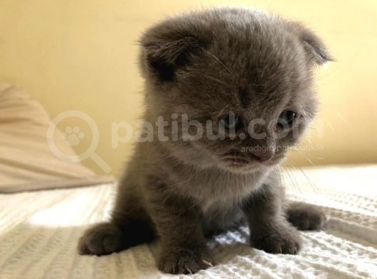 Erkek Scottish Fold Yavru 2 Aylık görsel