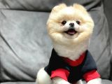 Krem Rengi Dişi Pomeranian Boo