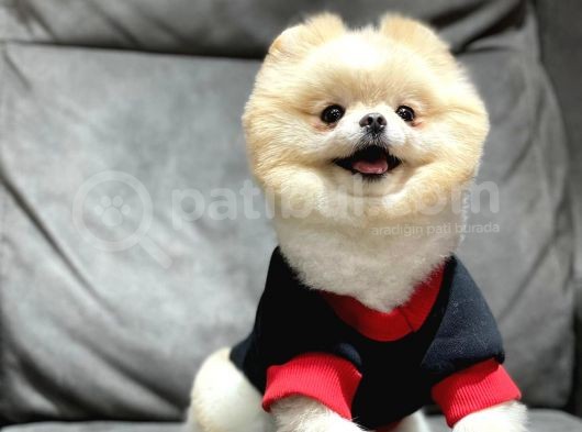 Krem Rengi Dişi Pomeranian Boo görsel