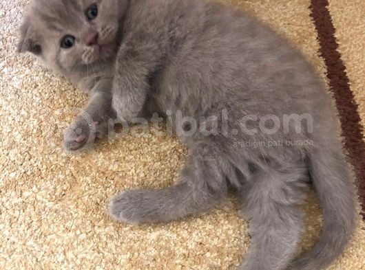 Erkek Scottish Fold Yavru 2 Aylık görsel