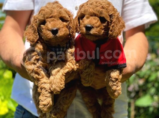 Toy Poodle Yavrularımız görsel