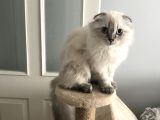 Scottish Fold Ve Straight
