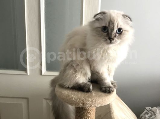 Scottish Fold Ve Straight görsel