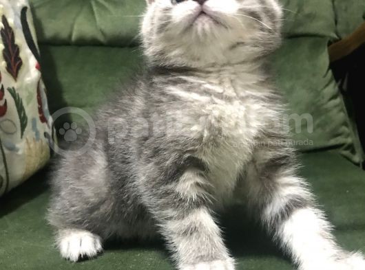 Kendi Kedimin Yavruları görsel