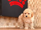 Apricot Poodle Yavrular