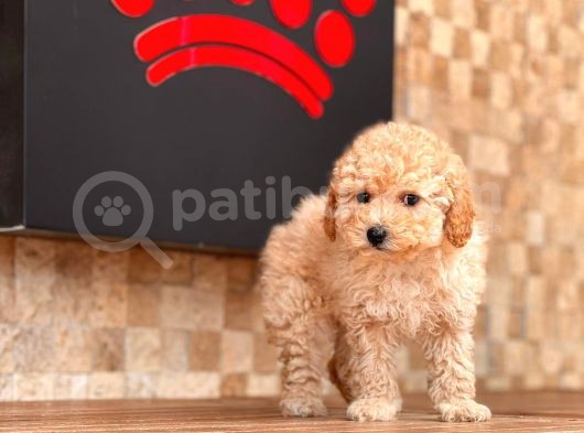 Apricot Poodle Yavrular görsel